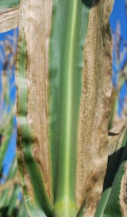 Figure 4: Leaf scorch caused by coalescing Goss’ Wilt lesions 